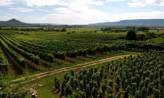Szaszi Estate