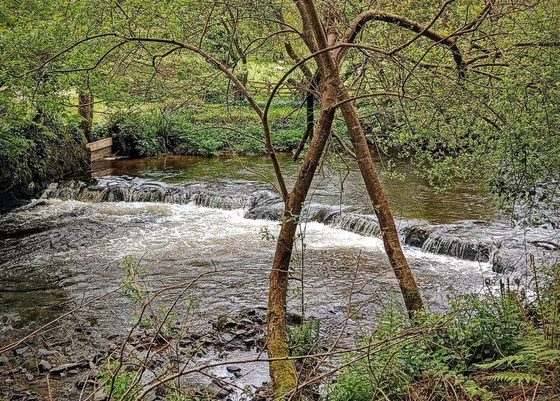 Lower Town Woodland Walk
