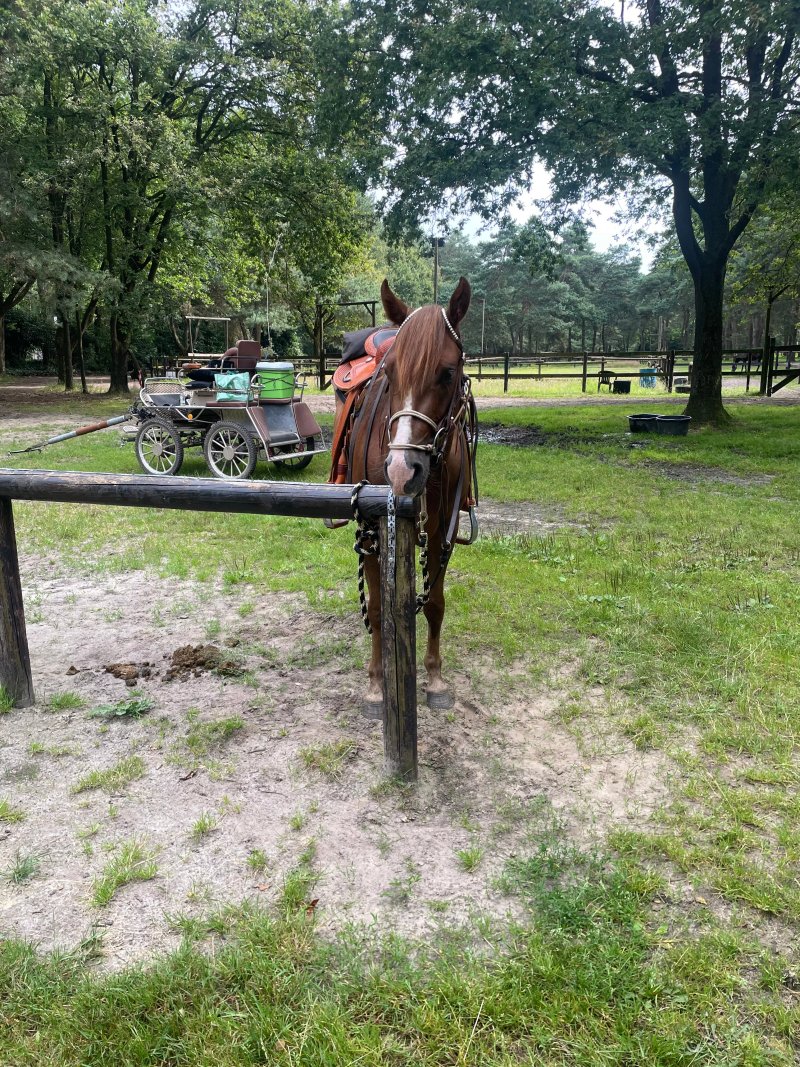 Western Saloon Pony Express