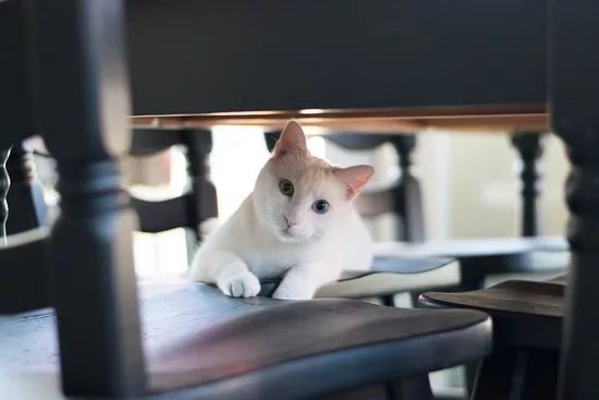 The Coffee Cat