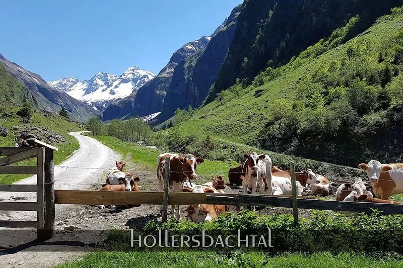 Hollersbach: large Apt for adepts, families, kids & pets