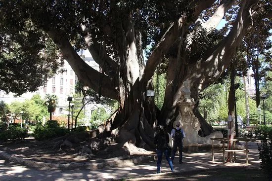 Los ficus del Parterre y la Glorieta