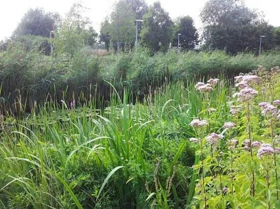 Greenwich Peninsula Ecology Park