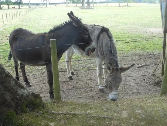 The Scottish Borders Donkey Sanctuary