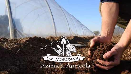 Azienda Agricola La Morosina