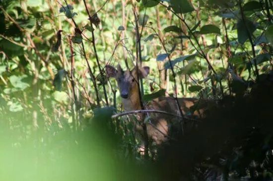 Hounslow Heath