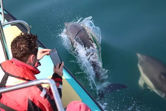 Orca Sea Safaris