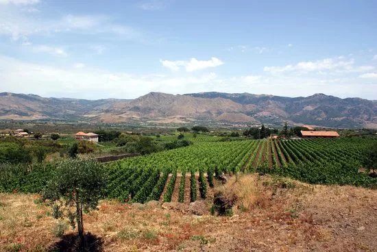 Wiegner Azienda Agricola Puccetti Laura