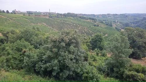 Alberodikarta