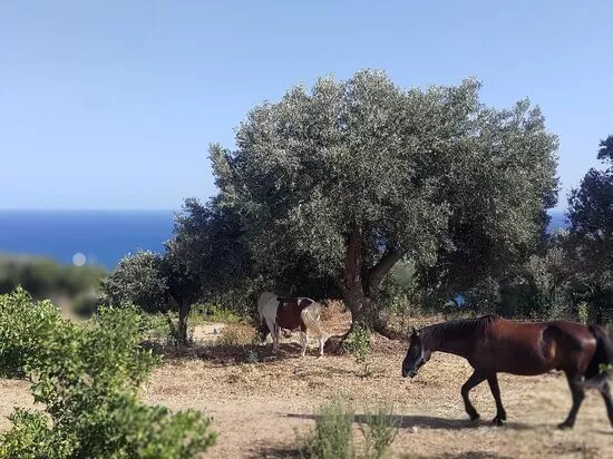 Parco Asinolla