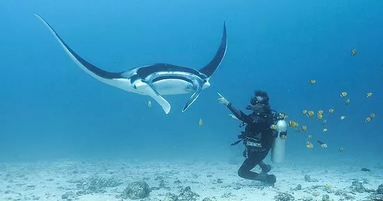 GO BLUE Scuba Diving