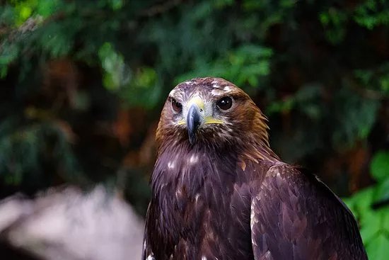 English School of Falconry