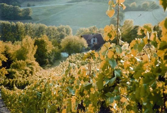 Johannes Deppisch Weinhaus am Main Winery