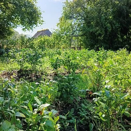 Jardins De The - Tea Garden