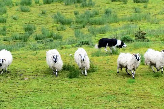 Kells Sheep Centre