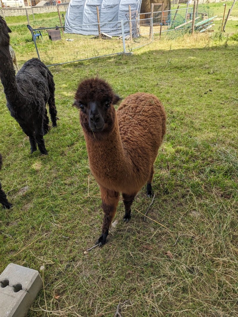 Peacehofrat Alpaka Wanderung
