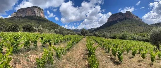 Bodega S'Olivaret