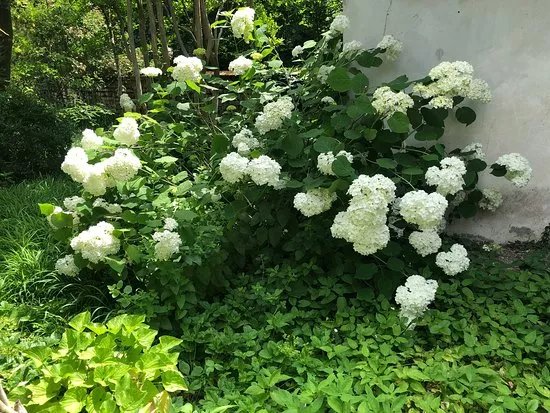 Giardino Storico E Labirinto Di Rose Damascene