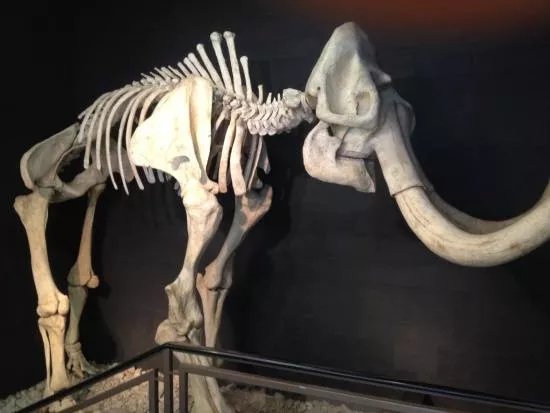 Urmensch Museum