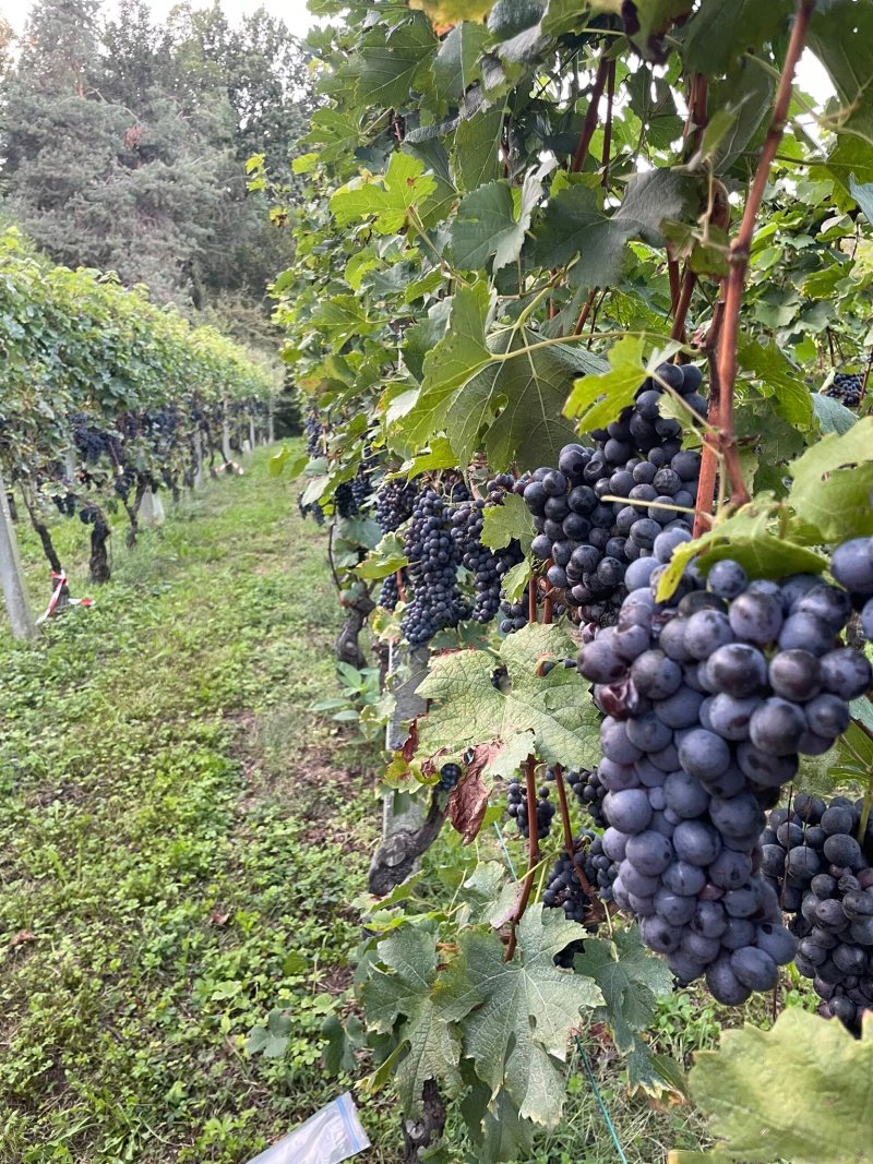 Bergamo Wine Tasting Club