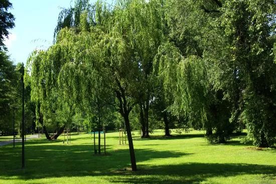 Parco di Villa Scheibler