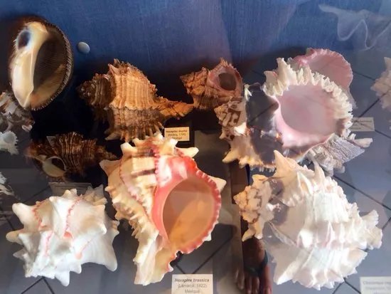 Musee des Coquillages