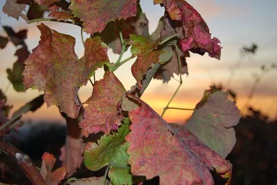 Bussay Winery