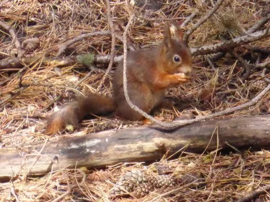 Formby Red Squirrel Reserve