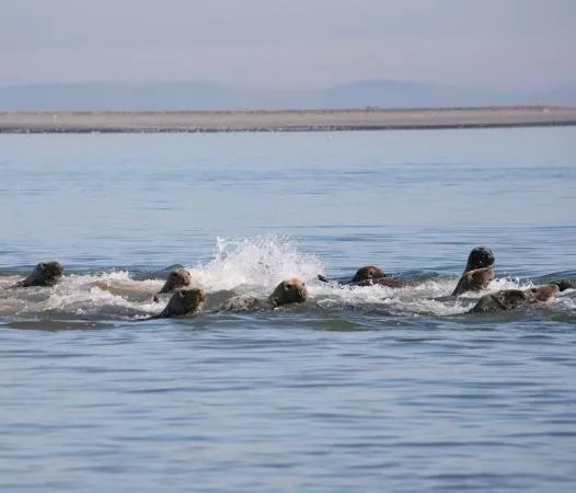 South Walney Nature Reserve