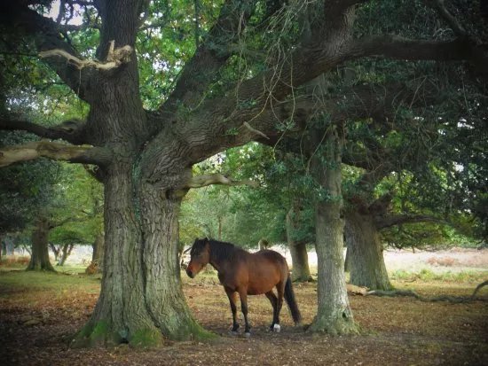 New Forest Walking Adventures