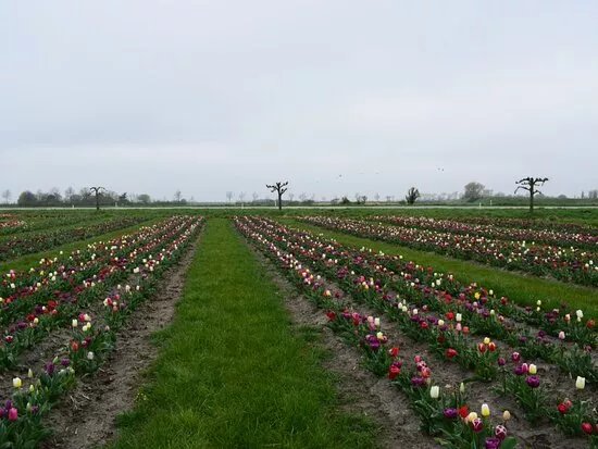 Pluktuin La Fleur