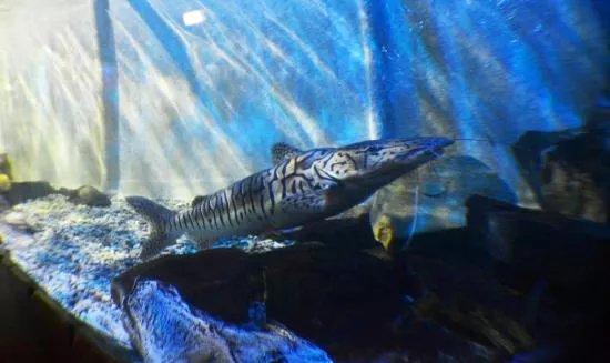 Matlock Bath Aquarium & Exhibitions