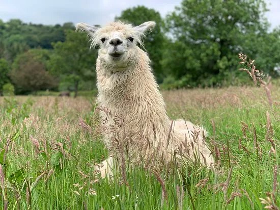 Pembrokeshire Llama Sanctuary