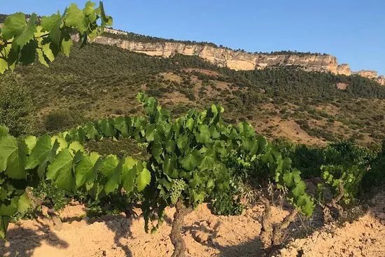 CELLER GRITELLES