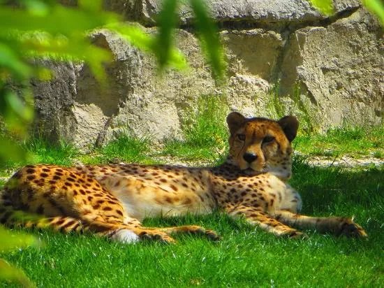 Toni's Zoo