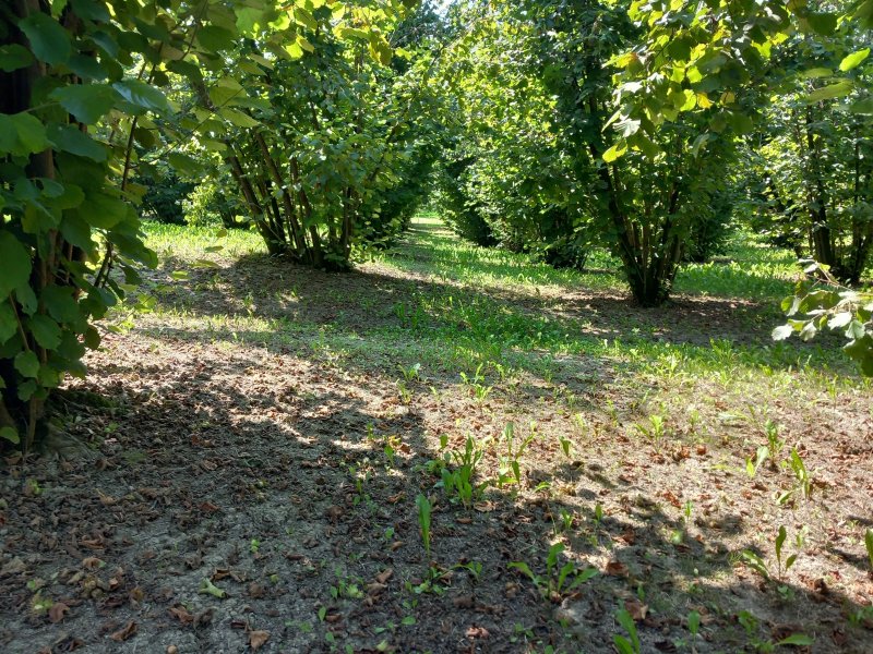 Az. Agricola L'arte Della Nocciola