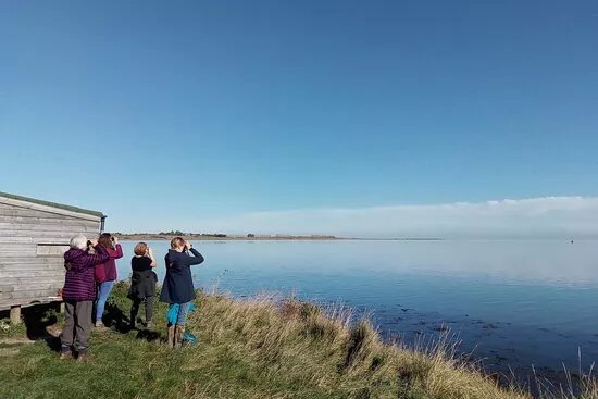 Wilder Kent Safaris: History and Wildlife of Oare Marshes