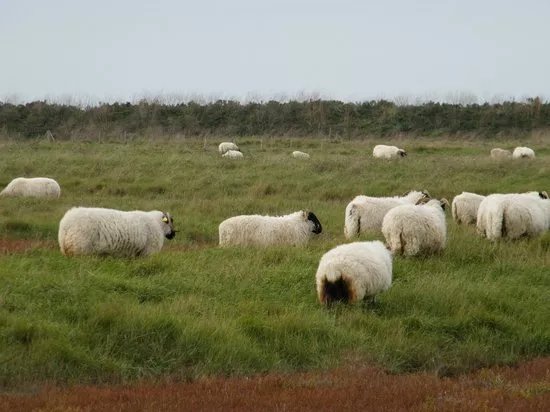 Reserve Naturelle Nationale Moeze-Oleron