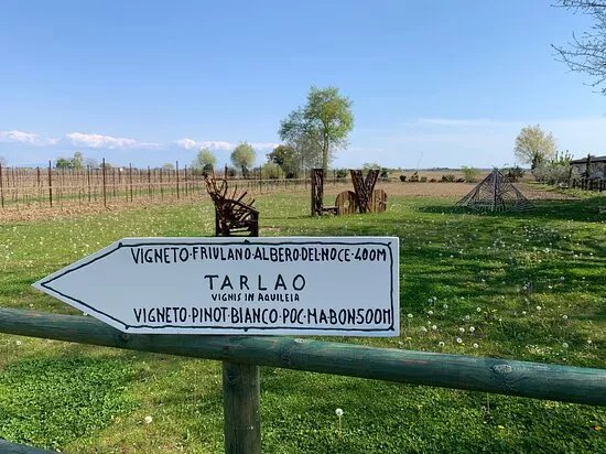 Tarlao Vignis In Aquileia