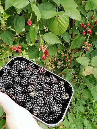 Vink Fruitboerderij