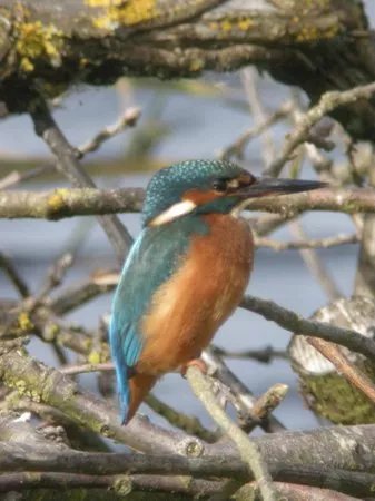 Marston Marshes