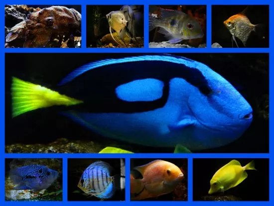 Public Aquarium and Tropicarium Belgrade