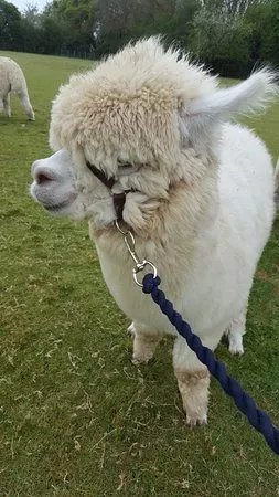 Yew Tree Alpacas