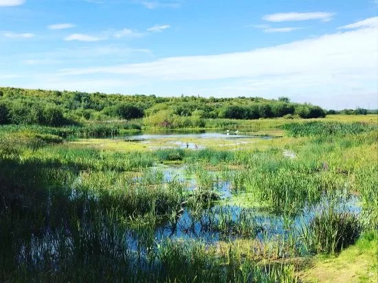 RSPB Fairburn Ings nature reserve