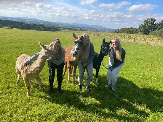 Severn Valley Alpacas