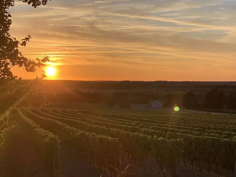 Peace and space amongst the vines of Cognac