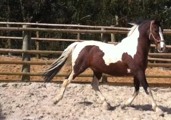 Podio D'Aventura Equestrian Center