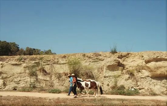 Dreams of Horses Farm