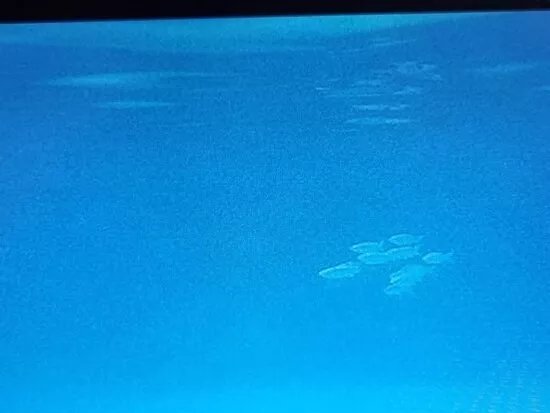 Liverpool City Divers