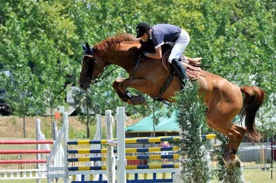 Ladhuie Equitation